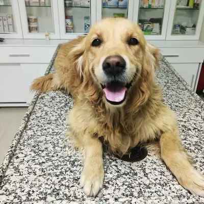 Feronia Veteriner Kliniği