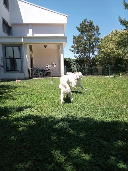 Ankara-Elvis Köpek Eğitim Merkezi-Otel (Küçük Irklara Özel) foto 1