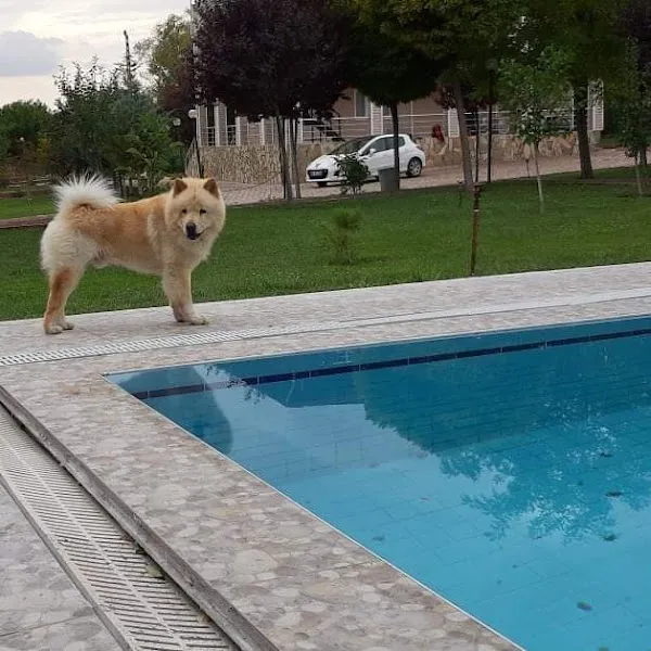 Ankara-Elvis Köpek Eğitim Merkezi-Otel (Küçük Irklara Özel) foto 2