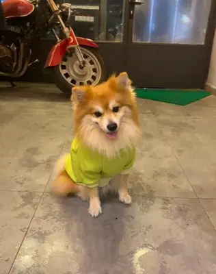 Paw Fashion
