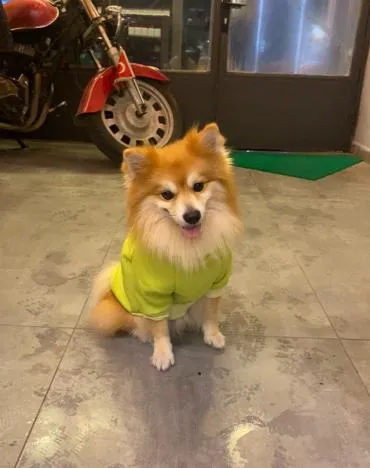 Paw Fashion foto 1