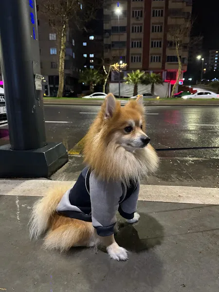 Paw Fashion foto 2