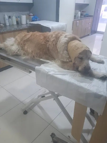 CANİK VETERİNER KLİNİĞİ foto 2