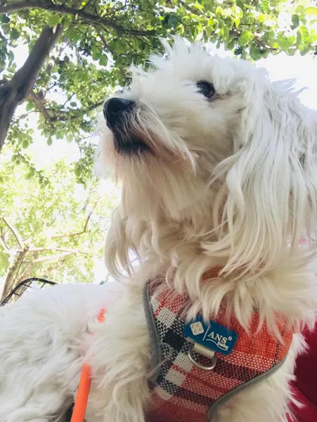 Van Edremit Doğa Pet Veteriner Kliniği ve Köpek Oteli foto 2