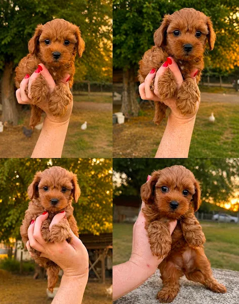 HOBİ AKVARYUM PETSHOP foto 2