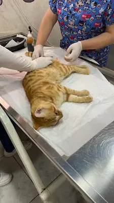Lider Veteriner Kliniği fotoğrafı