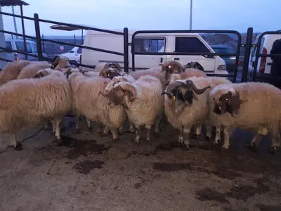 Kahramanmaraş Büyükşehir Belediyesi Canlı Hayvan Borsası