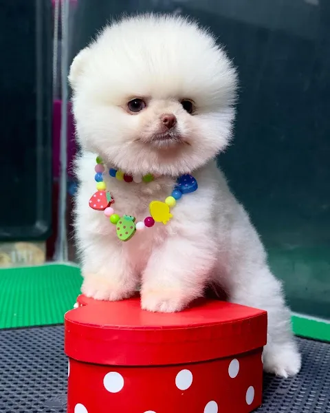 Konya Petclub foto 2