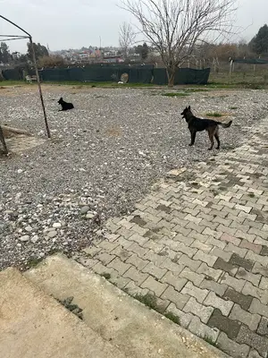 ADANA DOG FARM Köpek Eğitim Merkezi & Köpek Oteli & Pet Otel