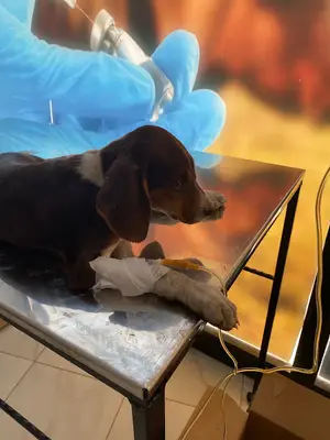 Gönül Veteriner Kliniği fotoğrafı