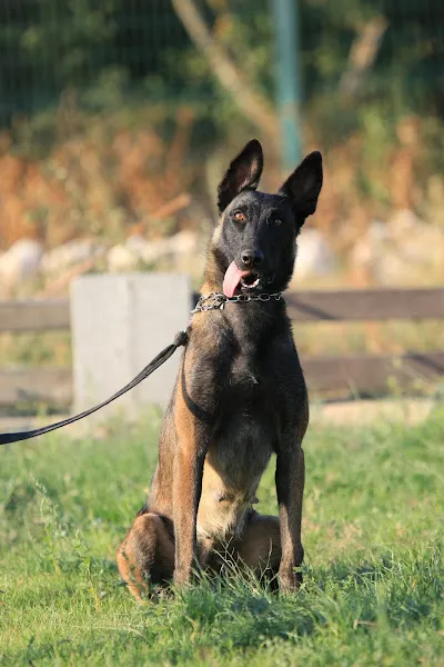 Von Grenzland Köpek Eğitim Okulu foto 2