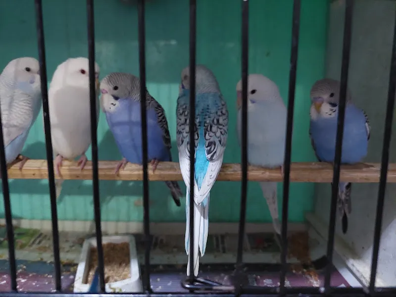 Korkmaz Üretim Petshop foto 2
