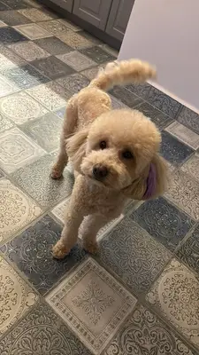 PetViora Köpek Eğitim Ve Konaklama Merkezi fotoğrafı