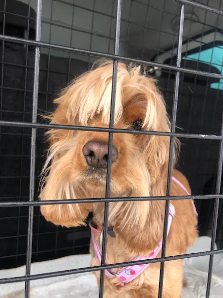 Benekli Pet Taksi | Pet Taksi ve Pet Nakil İşlemi foto 2