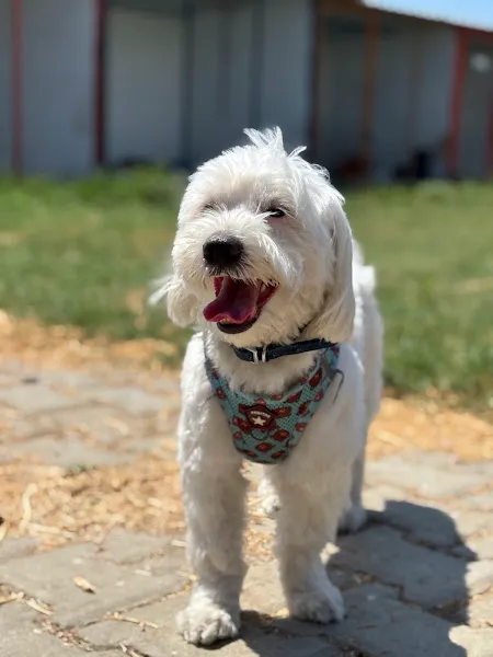 Aydın Toy Poodle Aydın Köpek Eğitmeni foto 2