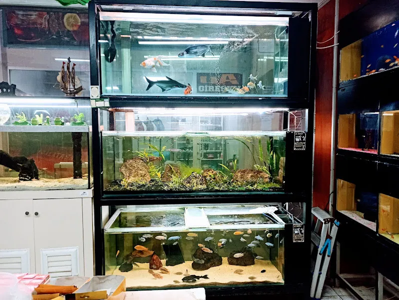 Ateş Akvaryum Pet Shop foto 2