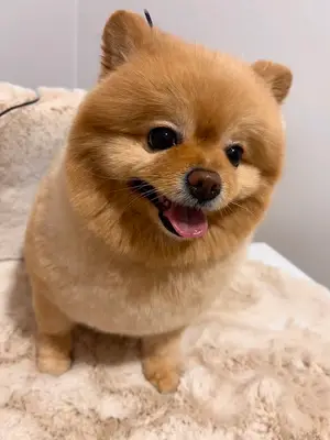 Jupa pet