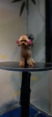 Sivas Bölge Pet Kuaför Kedi&Kopek Kuaförü