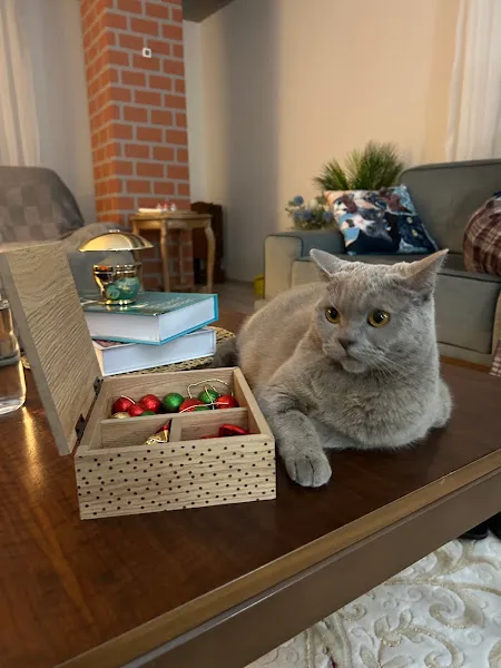 Anka Veteriner Kliniği foto 2
