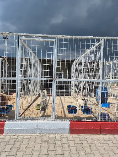 Muratlı Hayvan Barınağı foto 2