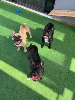 Paradise Pet Otel
