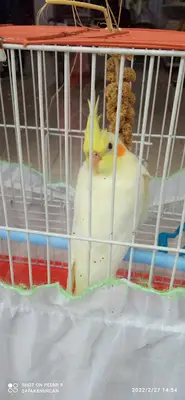 Lavinya pet market
