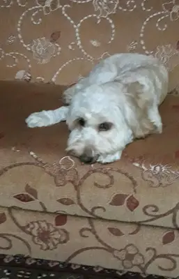 Cici Pati Rize Pet Kuaför