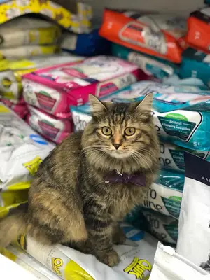 Bahçelievler kedi pansiyonu Ve Oteli