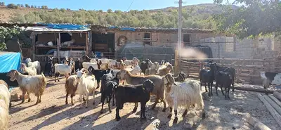 Mustafaoğulları Hayvancılık