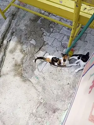Gölcük Yavru Kedi