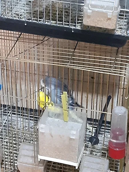 Mazhar Pet Shop foto 1