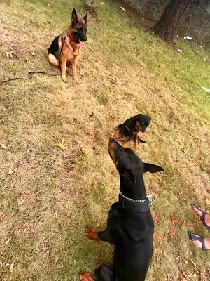 Trabzon Köpek Eğitim Merkezi