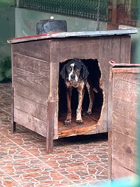 Trabzon Köpek Eğitim Merkezi foto 2