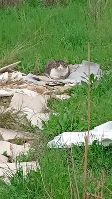 kedi oteli