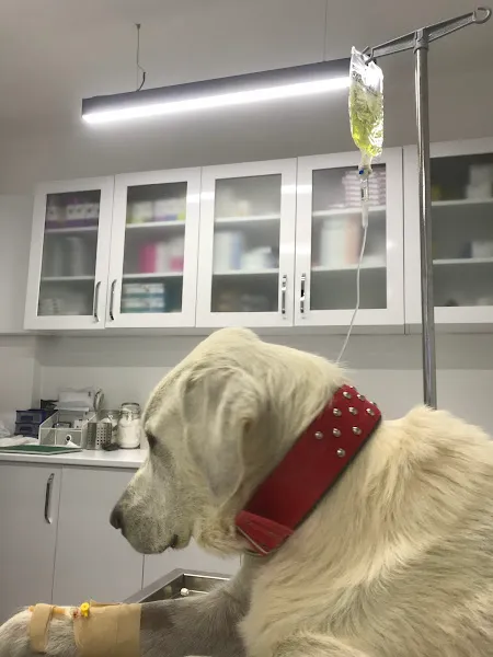 Patuli Veteriner Kliniği foto 2