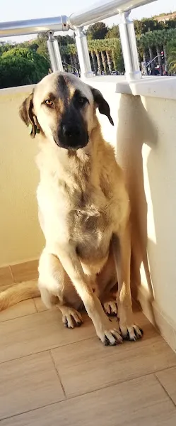 Şifa Veteriner Kliniği foto 2