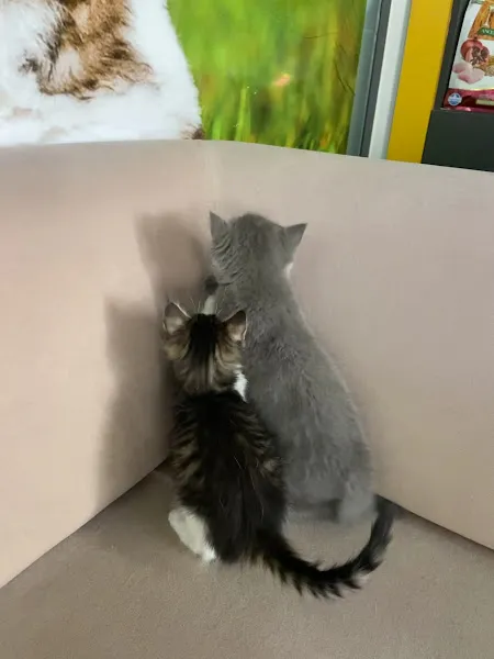 City Vet Veteriner Kliniği foto 2