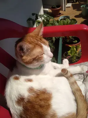 Alber Veteriner Kliniği fotoğrafı