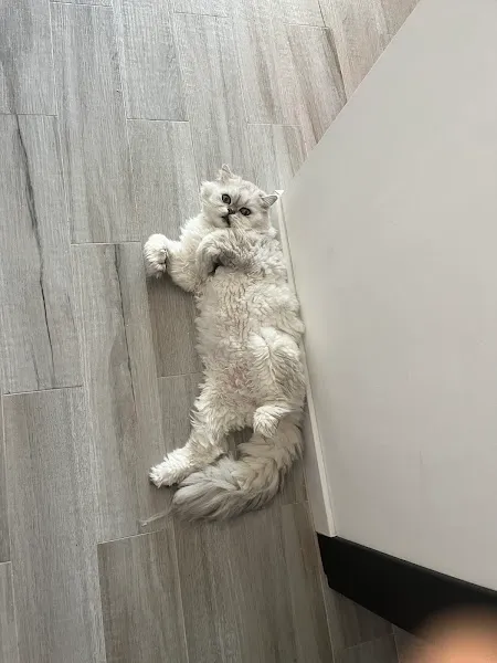 Cenvet Veteriner Kliniği foto 2