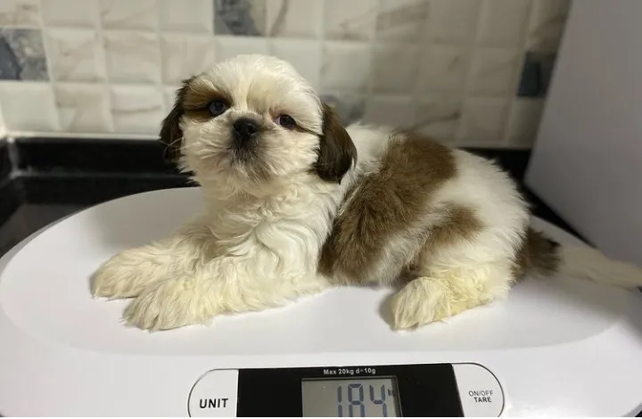 Himera Veteriner Kliniği Büyükçekmece foto 2