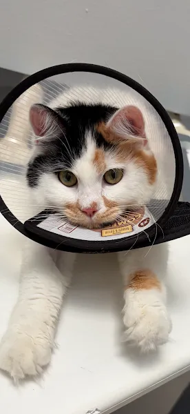 Liv Vet Veteriner Kliniği foto 2