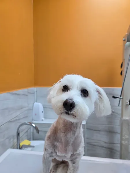Baygün Veteriner Kliniği foto 2