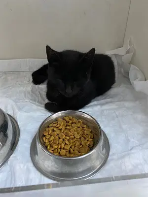 Medicapet Veteriner Ortopedi fotoğrafı