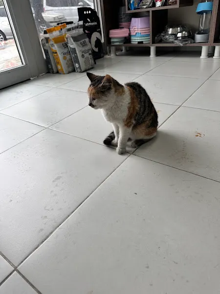 Demirel Pet Veteriner Kliniği foto 2