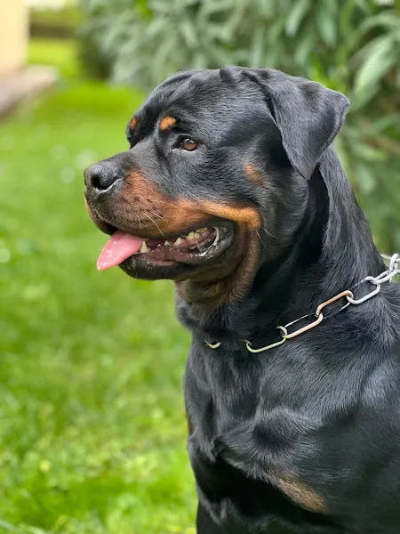 PAKİZE PET VETERİNER KLİNİĞİ foto 2