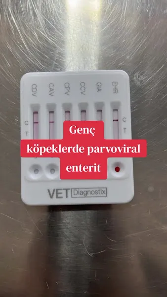 Ece Pet Veteriner Kliniği foto 2