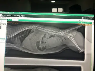 Garfield Veteriner Kliniği | Diyarbakır