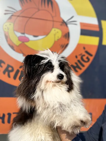 Garfield Veteriner Kliniği | Diyarbakır foto 2