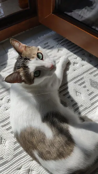 Niğde BorVet Veteriner Kliniği foto 2
