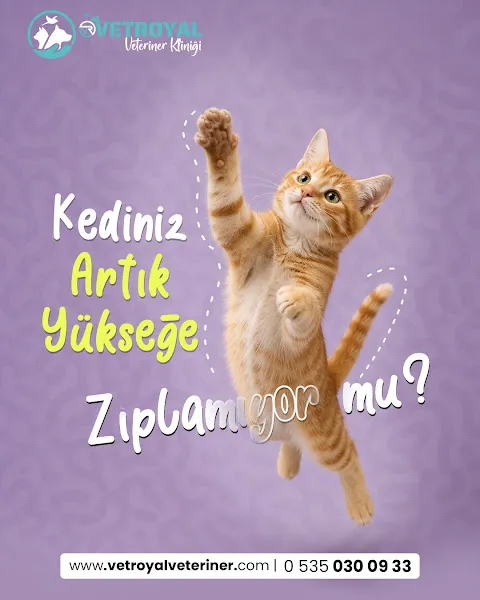 Sakarya Veteriner Kliniği / VetRoyal foto 2